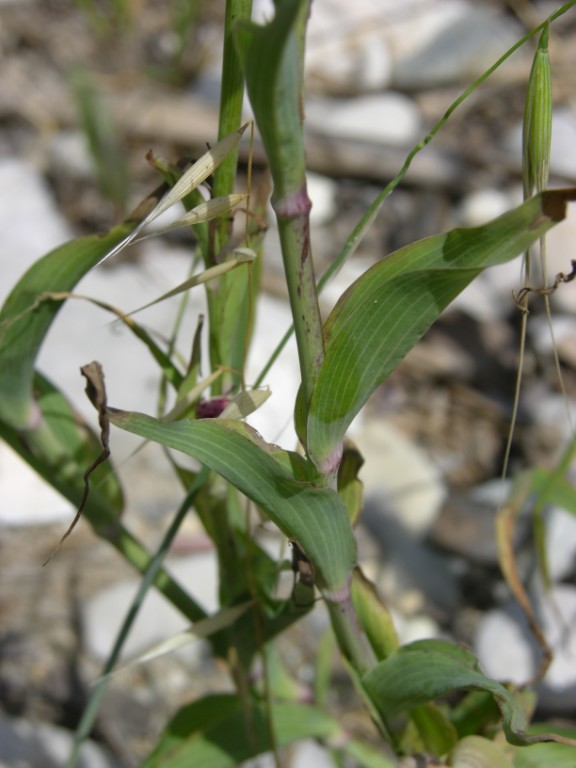 Sulla spiaggia - Tragopogon porrifolius